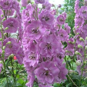 Саженец дельфиниума тихоокеанский