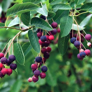 Саженец ирги Канадской