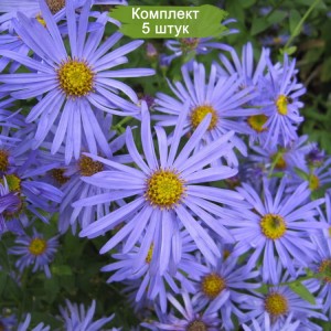 Саженцы астры фрикарта Монах (Monch) -  комплект 5 шт.