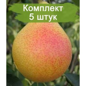 Саженцы груши Любимица Клаппа -  комплект 5 шт.