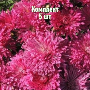 Комплект 5шт / Хризантема Танго