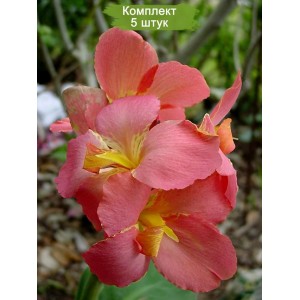 Клубни канны Герман Титов -  комплект 5 шт.