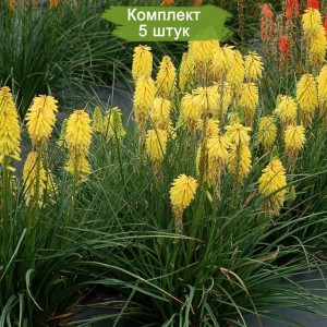 Саженцы книфофии ягодной Доктор Керр (Dr Kerr) -  комплект 5 шт.