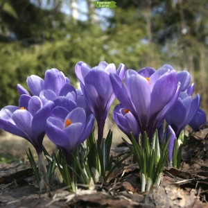 Луковицы крокуса крупноцветкового Вангуард (Vanguard) -  комплект 5 шт.