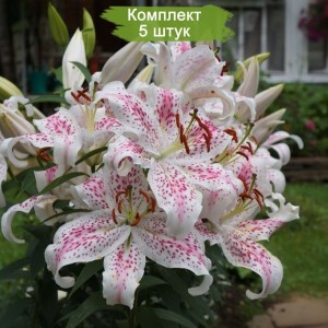 Луковицы лилии Экстраваганза (Восточные) -  комплект 5 шт.