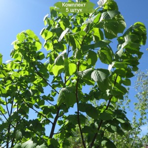 Саженцы липы Кавказская 40-60 см -  комплект 5 шт.