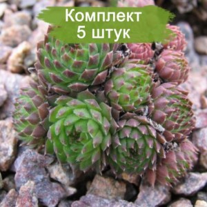 Саженцы молодило Карликового -  комплект 5 шт.
