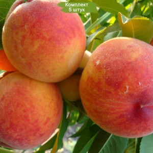 Саженцы персика Редхейвен  (Redhaven) -  комплект 5 шт.