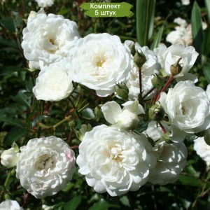 Саженцы почвопокровной розы Снежный балет (Snow Ballet) -  комплект 5 шт.