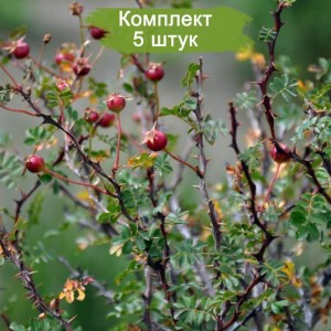 Саженцы шиповника Эйчисон (Ecae) -  комплект 5 шт.
