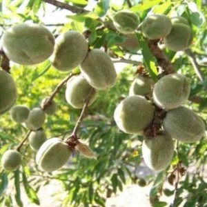 Саженец миндаля Виктория