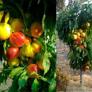 Саженец нектарина Колоновидного Спокуса