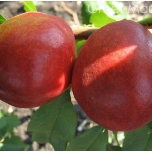 Саженец нектарина Сан Глоу