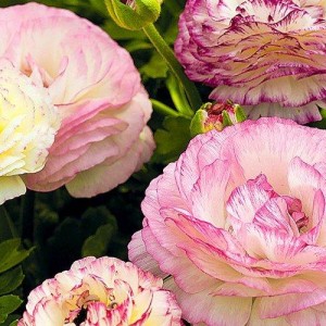 Саженец ранункулюса Биколор