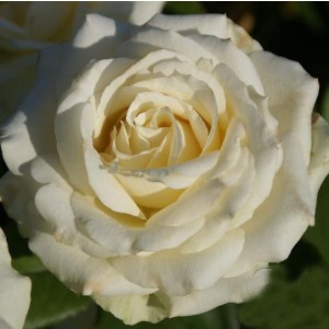 Саженец чайно-гибридной розы Анастасия (Anastasia)