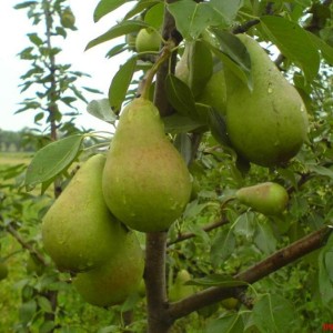 Саженец груши Виктория