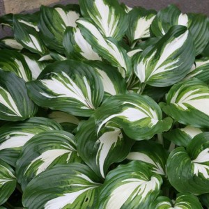 Саженец хосты волнистой Медиовариегата (Mediovariegata)