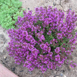 Саженец тимьяна (чабреца) ползучего Колхида