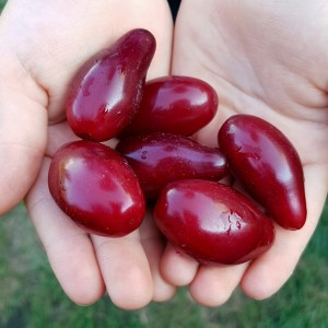 Саженец кизила владимирского