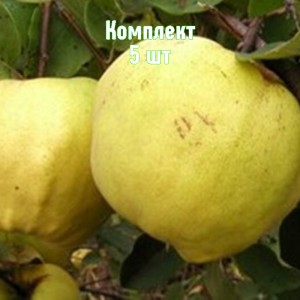 Комплект 5шт / Айва яблоковидная Крымская ароматная