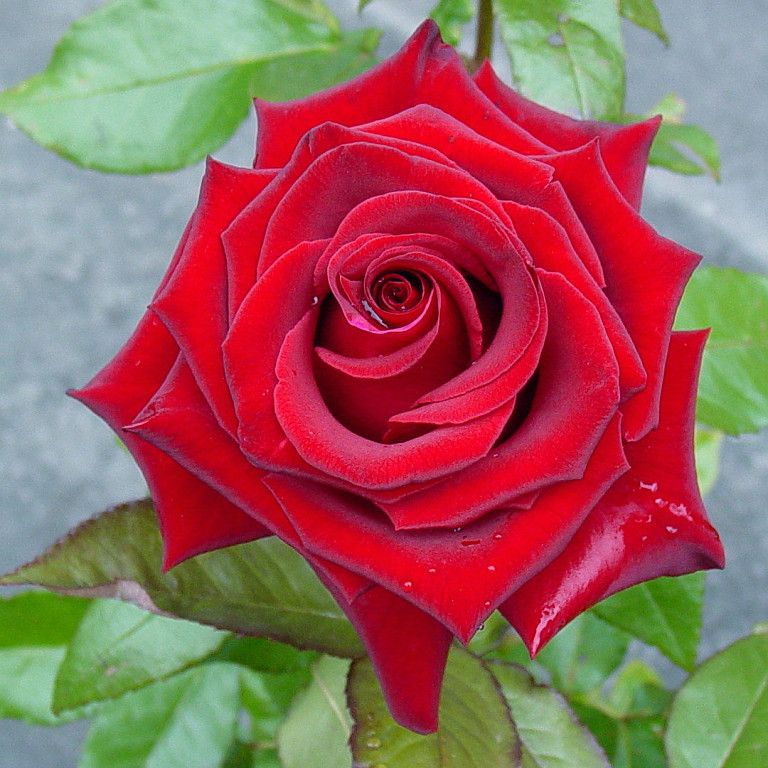 Черная магия розы фото и описание сорта